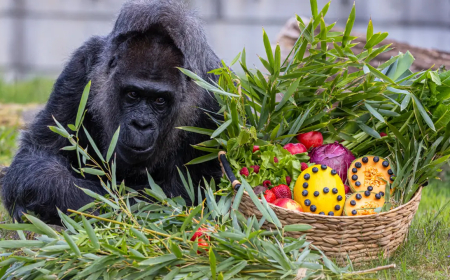 GORILA MAIS VELHA EM CATIVEIRO CELEBRA 69.º ANIVERSÁRIO NO ZOO DE BERLIM