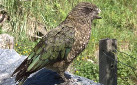 PAPAGAIO BRUCE TORNA-SE DOMINANTE COM CRIAÇÃO DE NOVAS TÉCNICAS DE COMBATE