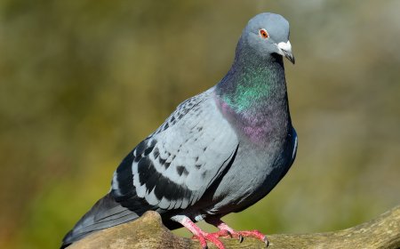 COMO “OS MENSAGEIROS DE PENAS” CONSEGUEM REGRESSAR A CASA COM UMA PRECISÃO SURPREENDENTE