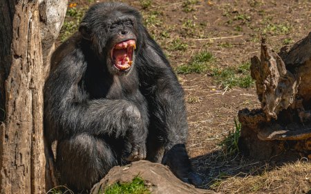 RUPTURA RARA ABALA MAIOR COMUNIDADE DE CHIMPANZÉS E RESULTA EM 24 MORTES
