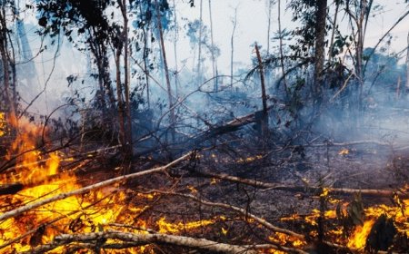 CERCA DE 10 MILHÕES DE HECTARES DE FLORESTAS SÃO DESTRUÍDAS ANUALMENTE NO PLANETA 