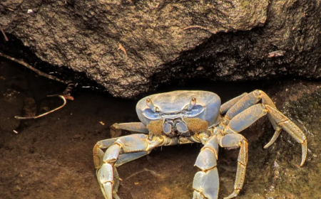 MOTIVOS QUE LEVAM OS CARANGUEJOS A ANDAR DE LADO