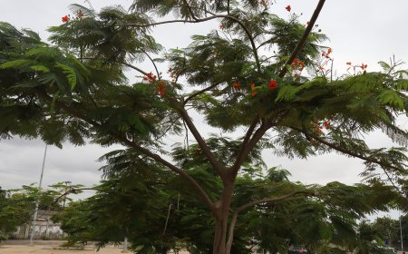 ESTUDO REVELA QUE PLANTAS “OUVEM” A CHUVA E ACELERAM O CRESCIMENTO
