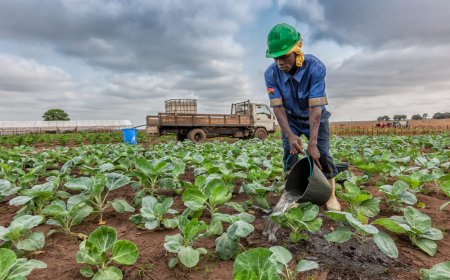 SECTOR AGRÍCOLA LIDERA EMPREGO EM ANGOLA