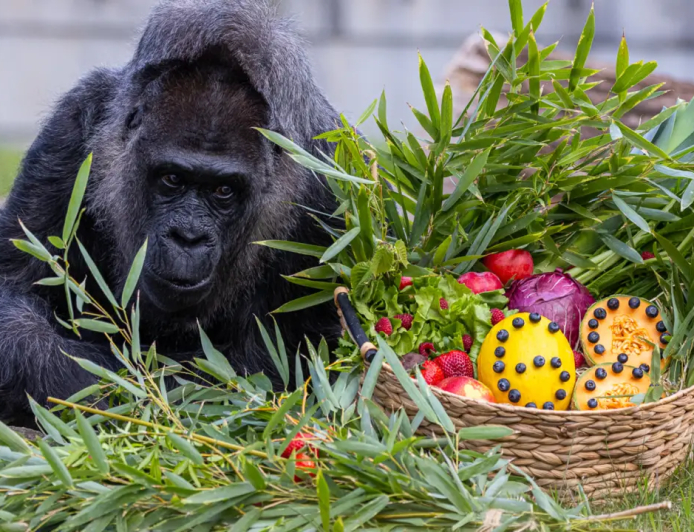GORILA MAIS VELHA EM CATIVEIRO CELEBRA 69.º ANIVERSÁRIO NO ZOO DE BERLIM