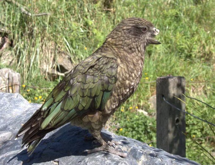 PAPAGAIO BRUCE TORNA-SE DOMINANTE COM CRIAÇÃO DE NOVAS TÉCNICAS DE COMBATE