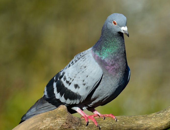 COMO “OS MENSAGEIROS DE PENAS” CONSEGUEM REGRESSAR A CASA COM UMA PRECISÃO SURPREENDENTE