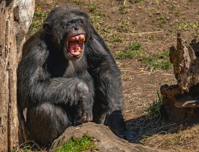 RUPTURA RARA ABALA MAIOR COMUNIDADE DE CHIMPANZÉS E RESULTA EM 24 MORTES
