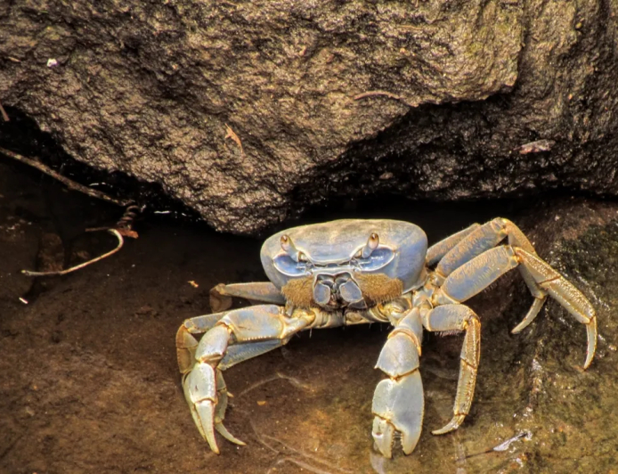 MOTIVOS QUE LEVAM OS CARANGUEJOS A ANDAR DE LADO