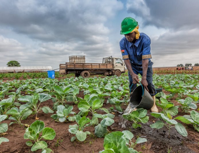 SECTOR AGRÍCOLA LIDERA EMPREGO EM ANGOLA