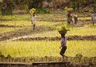 NORUEGA MIRA POTENCIAL AGRÍCOLA DE MALANJE PARA REFORÇAR COOPERAÇÃO COM ANGOLA