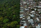 RUMO A 2030: BRASIL ENFATIZA PLANO PARA MANTER FLORESTA EM PÉ E GERAR RENDA