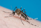 ESTUDO DIZ QUE MOSQUITOS SÃO MAIS PERIGOSOS QUE LEÕES