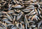 RESTRIÇÕES DA PESCA DA SARDINHA PREOCUPA PESCADORES ARTESANAIS EM CACUACO