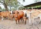 ANGOLA REFORÇA PRODUÇÃO NACIONAL E REDUZ DEPENDÊNCIA DE IMPORTAÇÕES DE CARNE