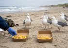 GAIVOTAS ''LADRAS DE PRAIA'': CIÊNCIA REVELA POR QUE ELAS ROUBAM BATATAS FRITAS E COMO NOS ENGANAM