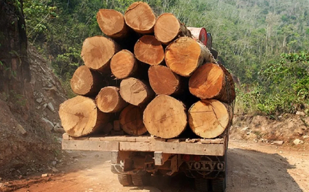 ANGOLA ARRECADA QUASE 10 MILHÕES DE DÓLARES COM EXPORTAÇÃO DE MADEIRA EM 2025