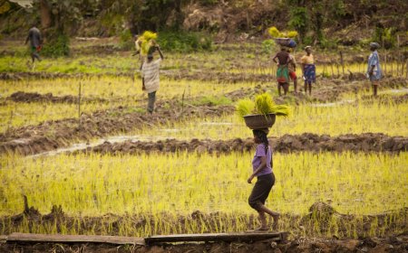 NORUEGA MIRA POTENCIAL AGRÍCOLA DE MALANJE PARA REFORÇAR COOPERAÇÃO COM ANGOLA