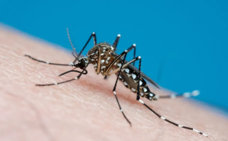 ESTUDO DIZ QUE MOSQUITOS SÃO MAIS PERIGOSOS QUE LEÕES
