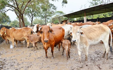 ANGOLA REFORÇA PRODUÇÃO NACIONAL E REDUZ DEPENDÊNCIA DE IMPORTAÇÕES DE CARNE