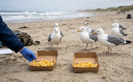 GAIVOTAS ''LADRAS DE PRAIA'': CIÊNCIA REVELA POR QUE ELAS ROUBAM BATATAS FRITAS E COMO NOS ENGANAM