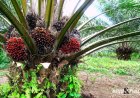 PROJECTO DO INCA FORTALECE CULTIVO DE PALMEIRAS NO MUNICÍPIO DE AMBUÍLA