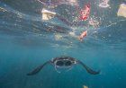 ONU ALERTA PARA NECESSIDADE URGENTE DE PROTEGER OS OCEANOS