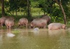 HIPOPÓTAMOS DESTROEM LAVRAS E AGRAVAM CONFLITO ENTRE HOMEM E ANIMAL NO MUSSENDE