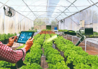 SÉRVIA PROMETE APOIAR ANGOLA COM FERTILIZANTES E TECNOLOGIA AGRÍCOLA