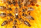 ABELHAS TROPICAIS ENTRE AS MAIS AMEAÇADAS PELO AUMENTO DAS TEMPERATURAS