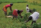 GOVERNO LANÇA PROJECTO DE 200 MILHÕES DE DÓLARES PARA REFORÇAR SEGURANÇA ALIMENTAR
