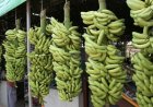 XXII FEIRA DA BANANA IMPULSIONA COMÉRCIO AGRÍCOLA COM NEGÓCIOS DE 235 MILHÕES DE KWANZAS