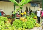 BENGO QUER TRANSFORMAR LIDERANÇA NA PRODUÇÃO DE BANANA EM MAIS EXPORTAÇÕES E EMPREGOS