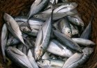 PESCA DO CARAPAU É SUSPENSA DURANTE DOIS MESES PARA PROTEGER A ESPÉCIE