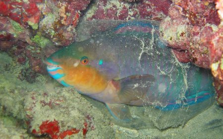 ESTUDO REVELA O QUE ACONTECE NO CÉREBRO DOS PEIXES DURANTE O SONO