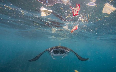 ONU ALERTA PARA NECESSIDADE URGENTE DE PROTEGER OS OCEANOS