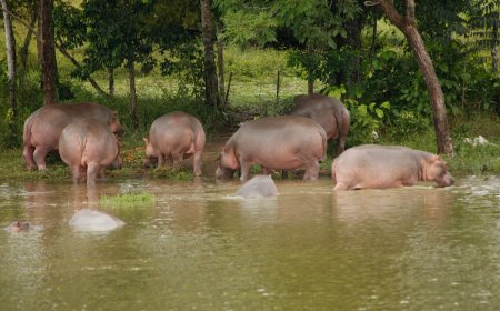 HIPOPÓTAMOS DESTROEM LAVRAS E AGRAVAM CONFLITO ENTRE HOMEM E ANIMAL NO MUSSENDE