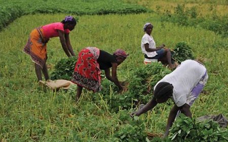 GOVERNO LANÇA PROJECTO DE 200 MILHÕES DE DÓLARES PARA REFORÇAR SEGURANÇA ALIMENTAR