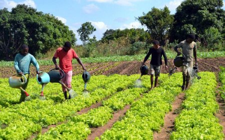 GOVERNO LANÇA ‘COMPACTO AGRICONNECT’ PARA REDUZIR IMPORTAÇÃO DE ALIMENTOS ATÉ 2030