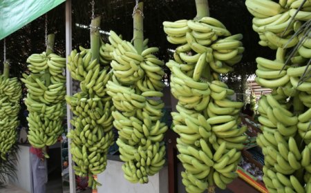 XXII FEIRA DA BANANA IMPULSIONA COMÉRCIO AGRÍCOLA COM NEGÓCIOS DE 235 MILHÕES DE KWANZAS