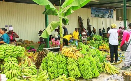 BENGO QUER TRANSFORMAR LIDERANÇA NA PRODUÇÃO DE BANANA EM MAIS EXPORTAÇÕES E EMPREGOS