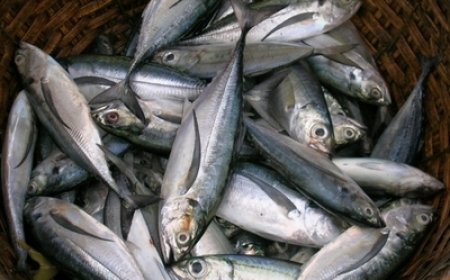 PESCA DO CARAPAU É SUSPENSA DURANTE DOIS MESES PARA PROTEGER A ESPÉCIE