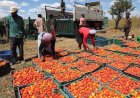FÁBRICA DE PROCESSAMENTO DE TOMATE NO NAMIBE PREPARA ARRANQUE DA PRODUÇÃO E VAI CRIAR MAIS DE 80 EMPREGOS