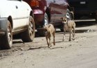 ESPECIALISTAS DEFENDEM REFORÇO DA PREVENÇÃO PARA TRAVAR PROPAGAÇÃO DAS ZOONOSES