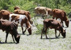 CRIADORES DEFENDEM APOIO DA BANCA PARA IMPULSIONAR AUTO-SUFICIÊNCIA NA PRODUÇÃO DE CARNE BOVINA