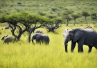 ANGOLA REFORÇA PROTECÇÃO DAS ÁREAS DE CONSERVAÇÃO COM ACTUALIZAÇÃO INÉDITA DO CADASTRO AMBIENTAL