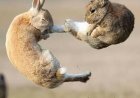 NO SEGUNDO PERFEITO: FOTÓGRAFO CAPTA BATALHA ÉPICA ENTRE DOIS COELHOS E SURPREENDE O MUNDO