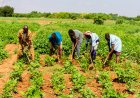 MAIS DE 7,4 MILHÕES DE KWANZAS REFORÇAM PRODUÇÃO AGRÍCOLA NA HUÍLA