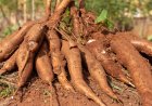 FEIRA DO MILHO E BOMBÓ REÚNE 200 EXPOSITORES E IMPULSIONA AGRONEGÓCIO NO MOXICO