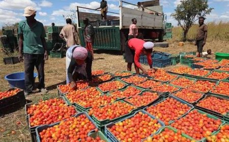 FÁBRICA DE PROCESSAMENTO DE TOMATE NO NAMIBE PREPARA ARRANQUE DA PRODUÇÃO E VAI CRIAR MAIS DE 80 EMPREGOS